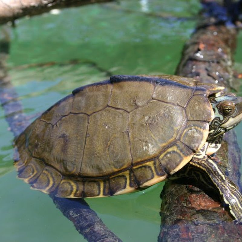 Pearl Map Turtle. Credit: Cris Hagen, University of Georgia, Savannah River Ecology Laboratory